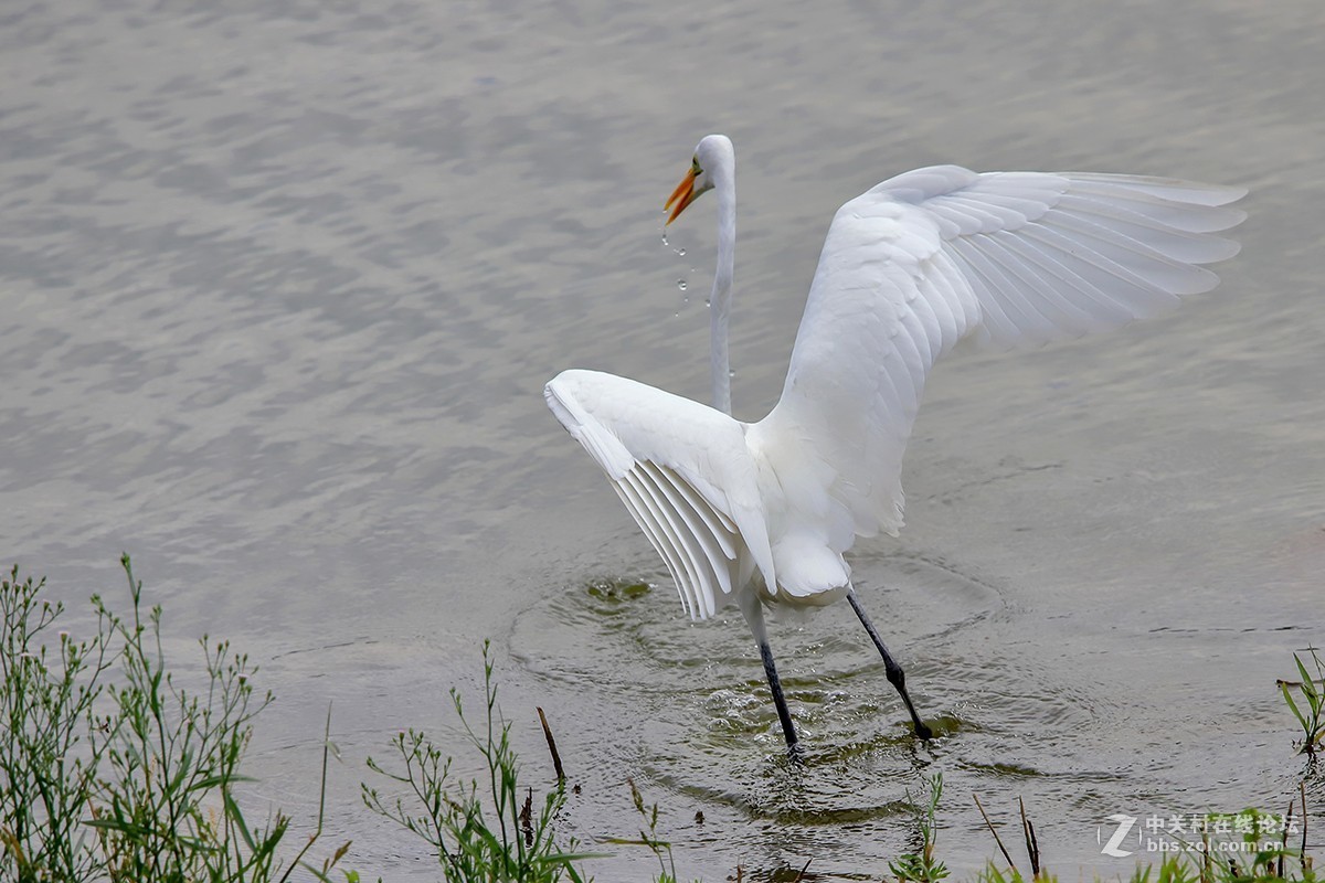 大连西山水库白鹭---试机