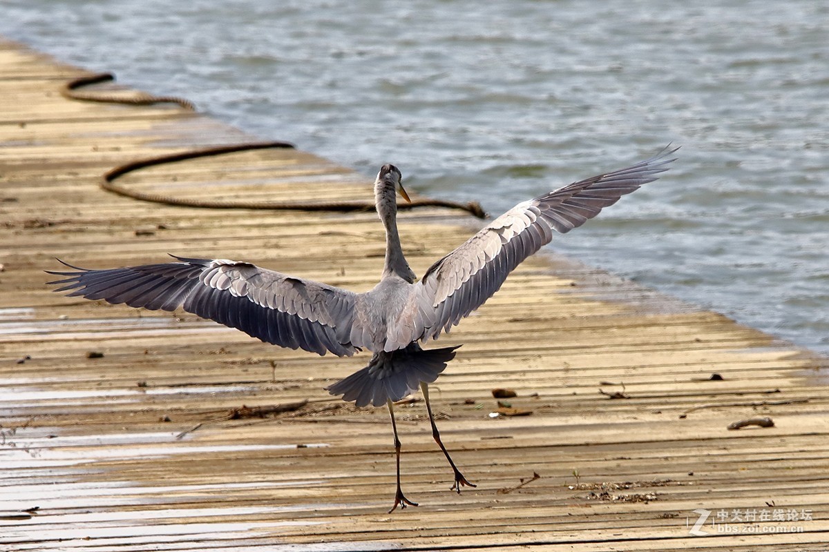 大连西山水库白鹭---试机