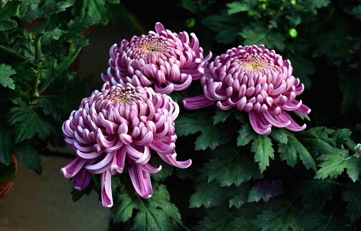 携几朵菊花串个门