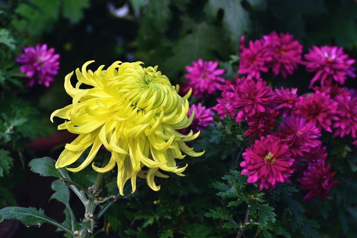 携几朵菊花串个门