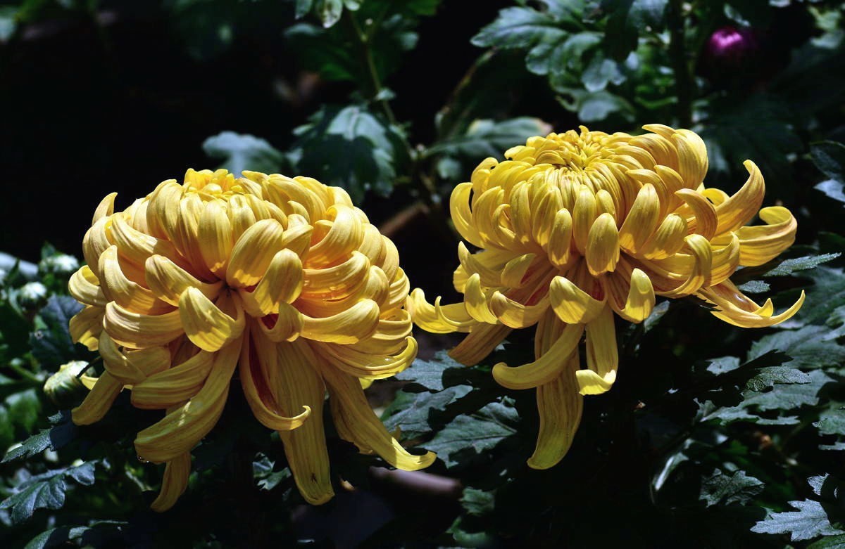 携几朵菊花串个门