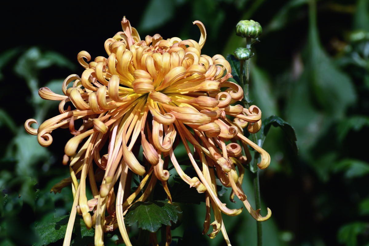 携几朵菊花串个门