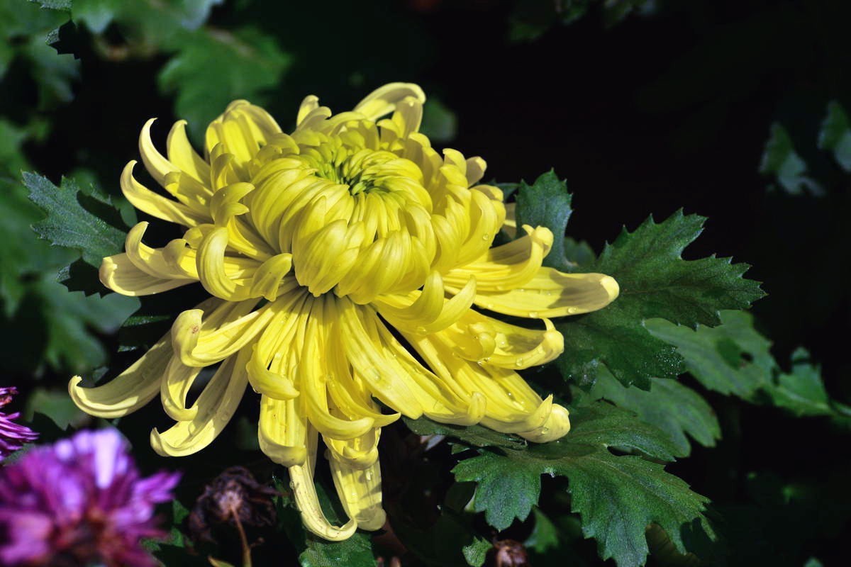 携几朵菊花串个门