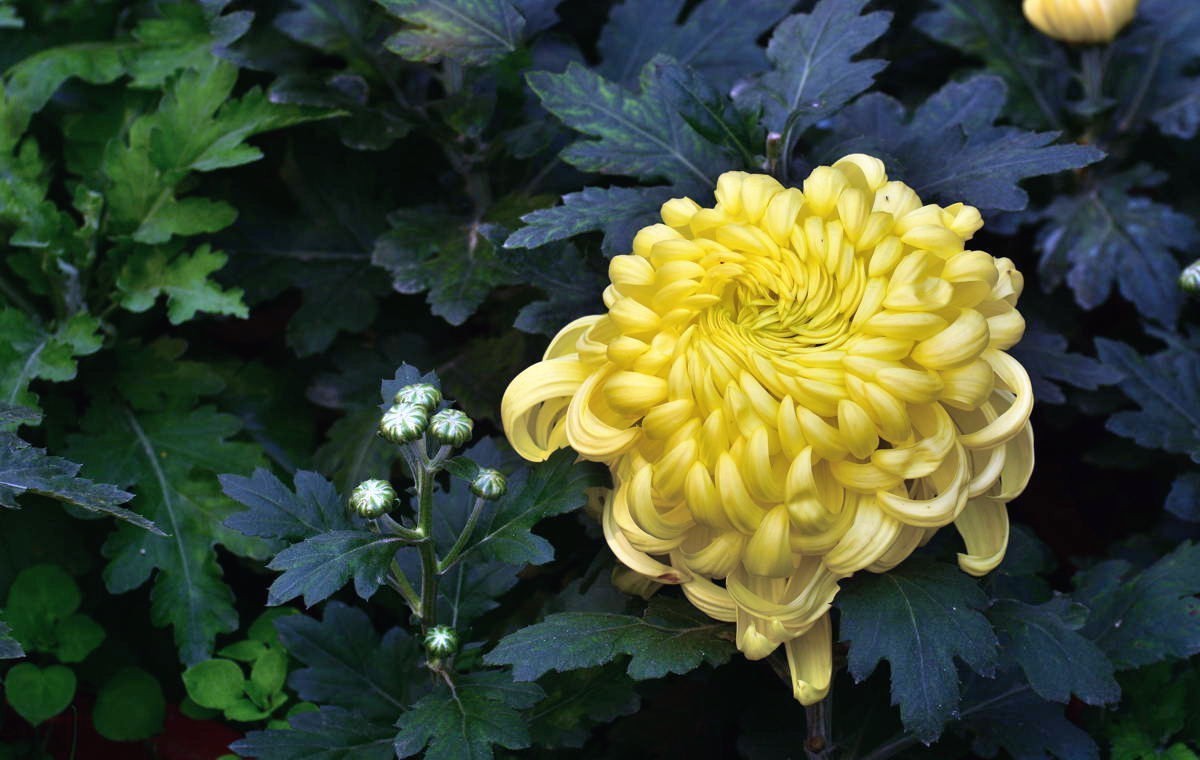 携几朵菊花串个门