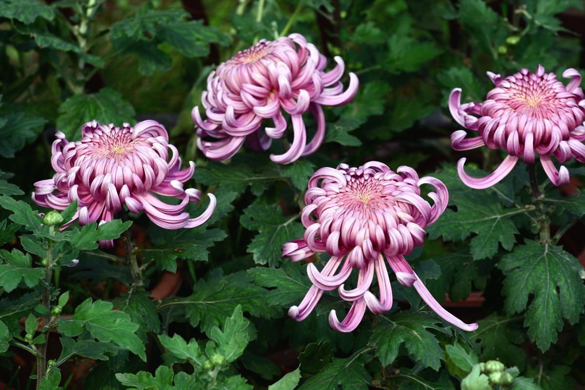 携几朵菊花串个门