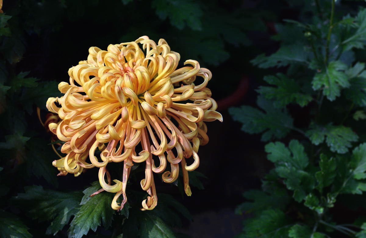 携几朵菊花串个门