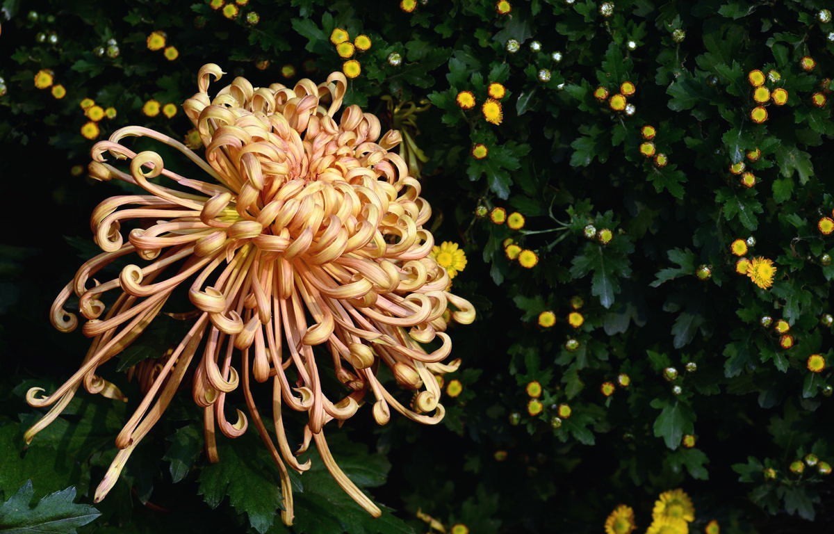 携几朵菊花串个门