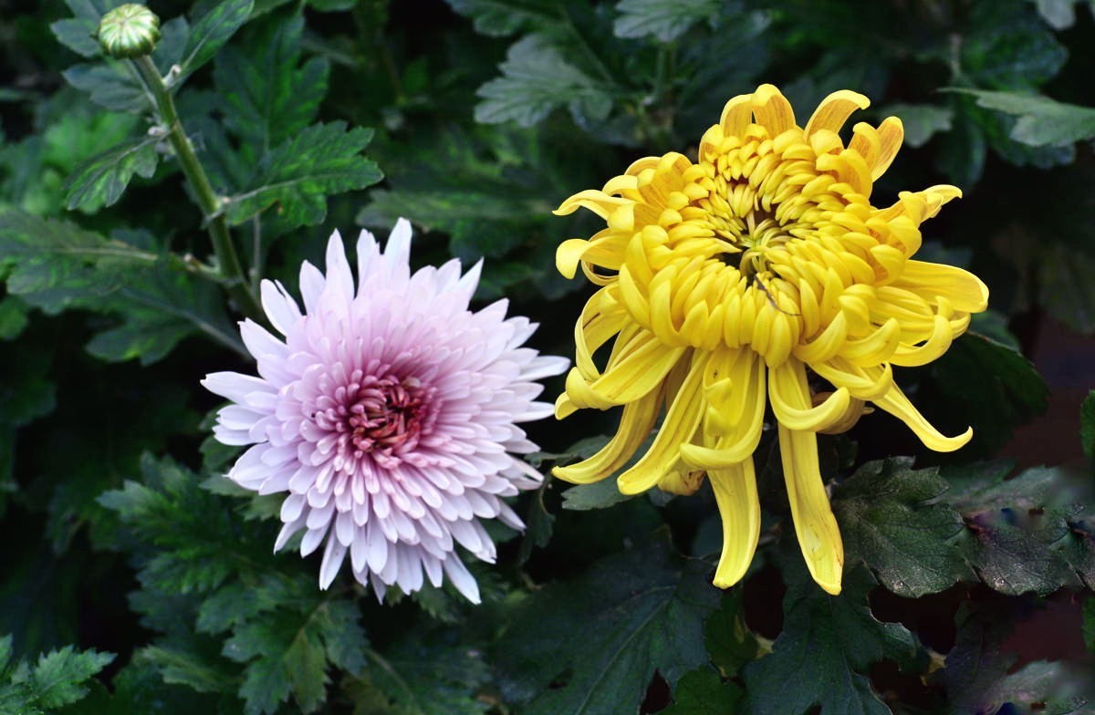 携几朵菊花串个门