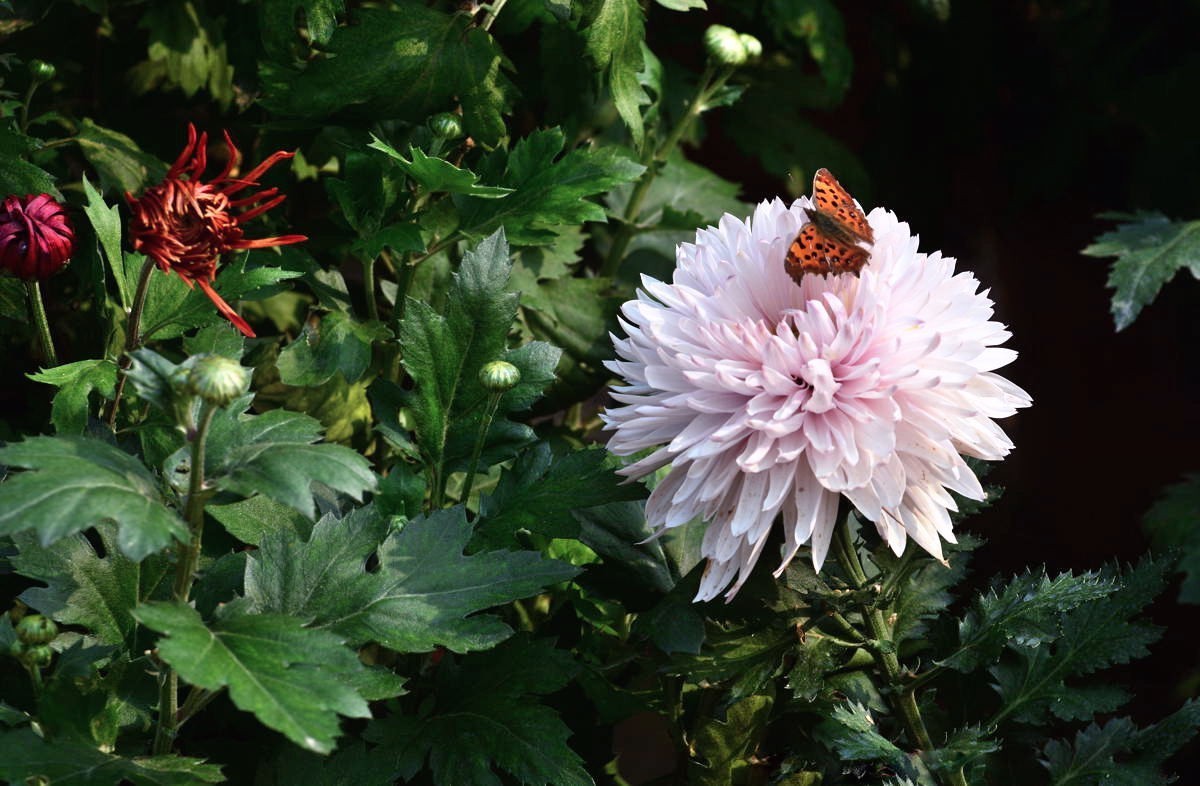携几朵菊花串个门