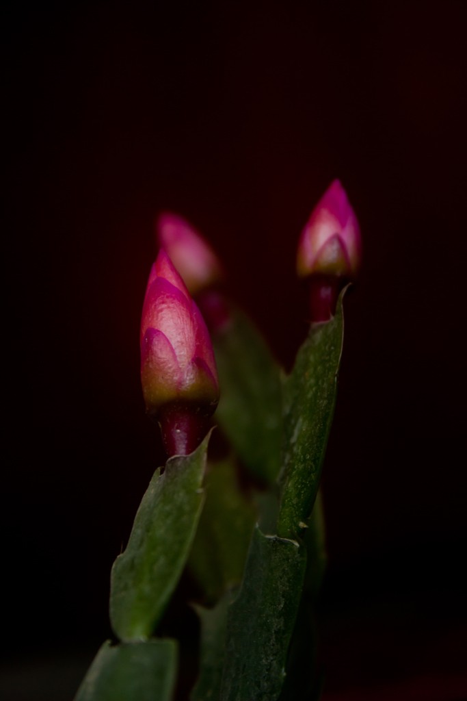 花开花谢终有时