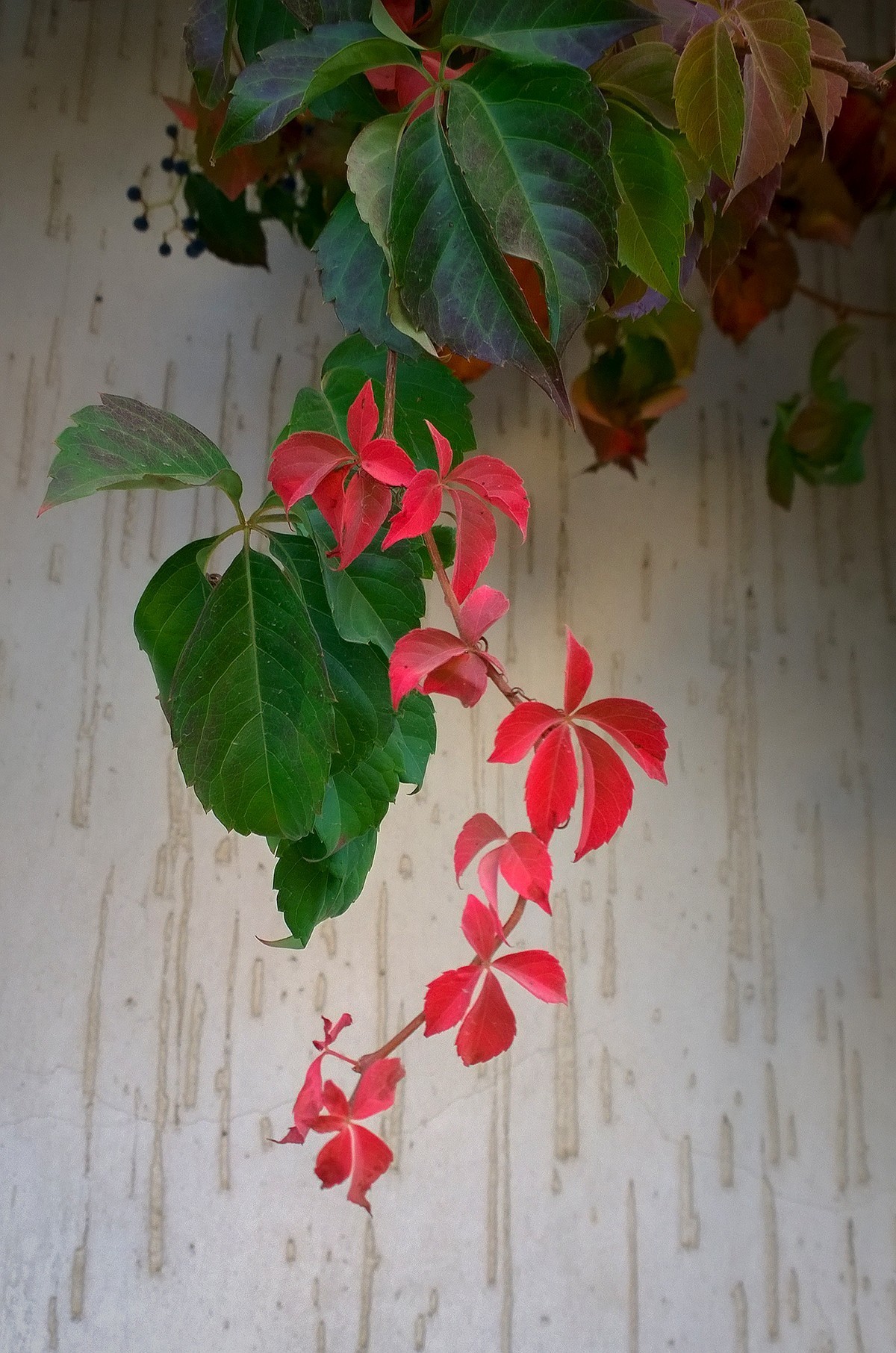 花卉杂拍一组【诺基亚1020】