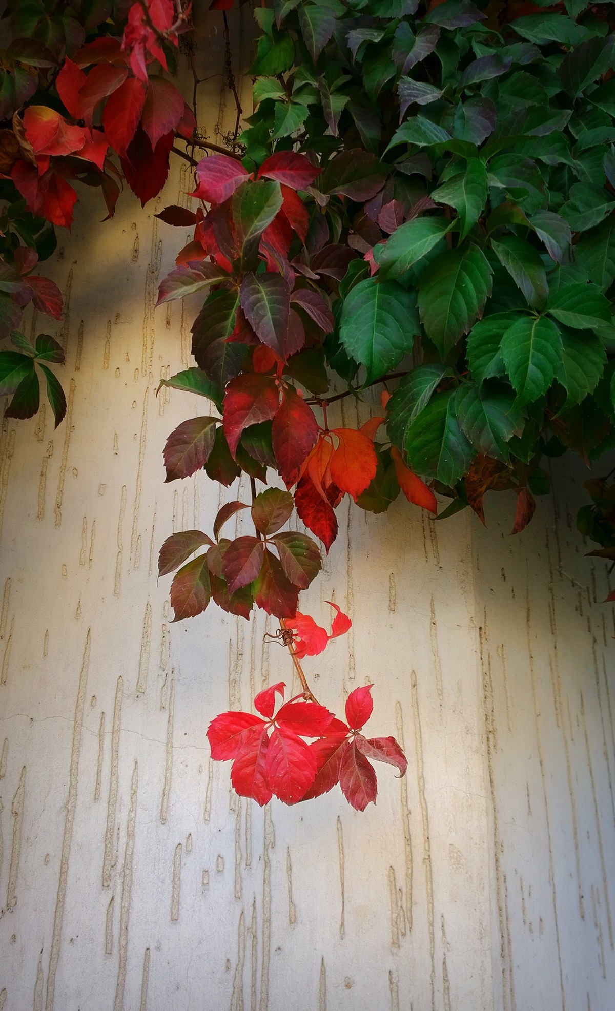 花卉杂拍一组【诺基亚1020】