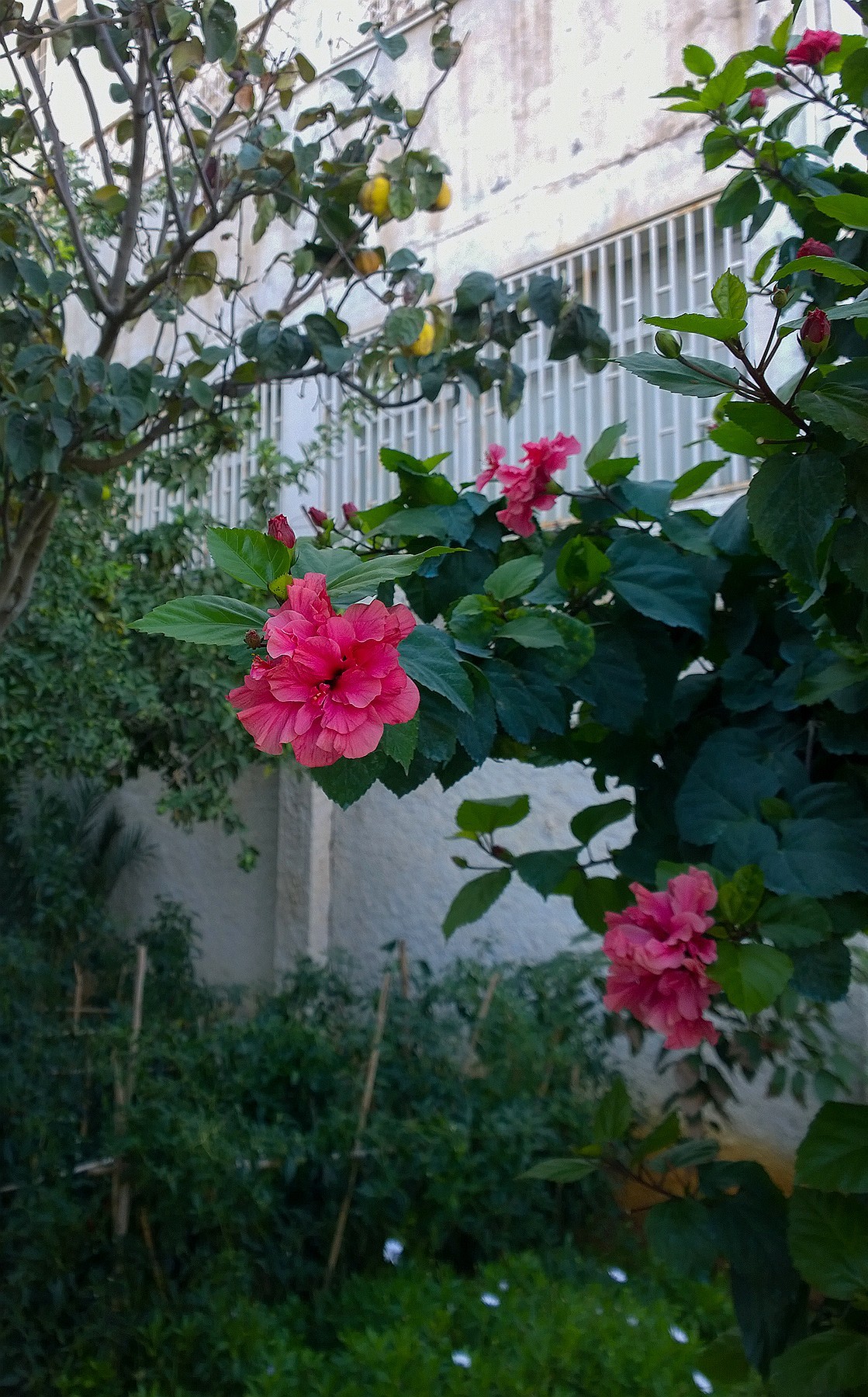 花卉杂拍一组【诺基亚1020】