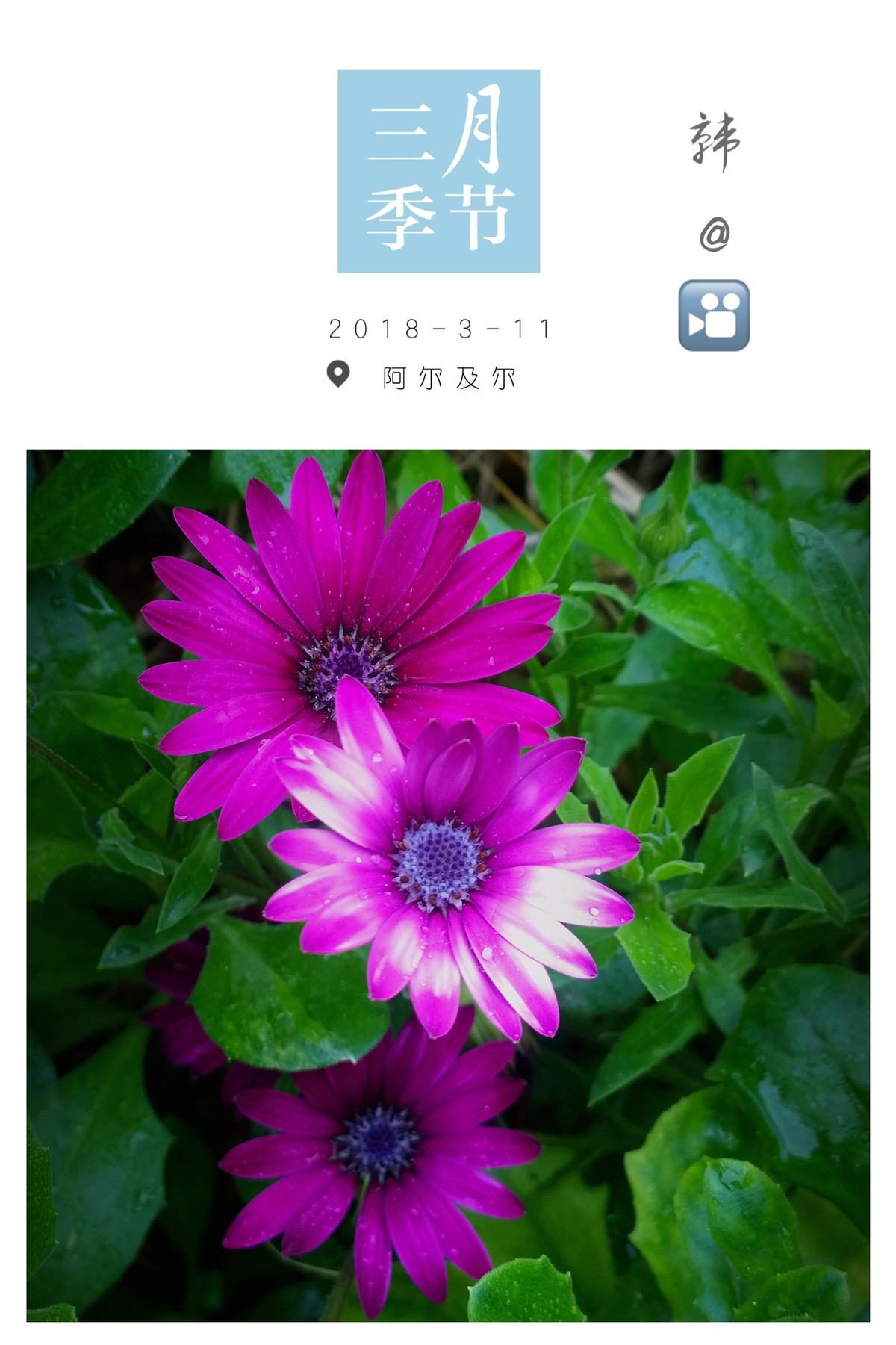 花卉杂拍一组【诺基亚1020】