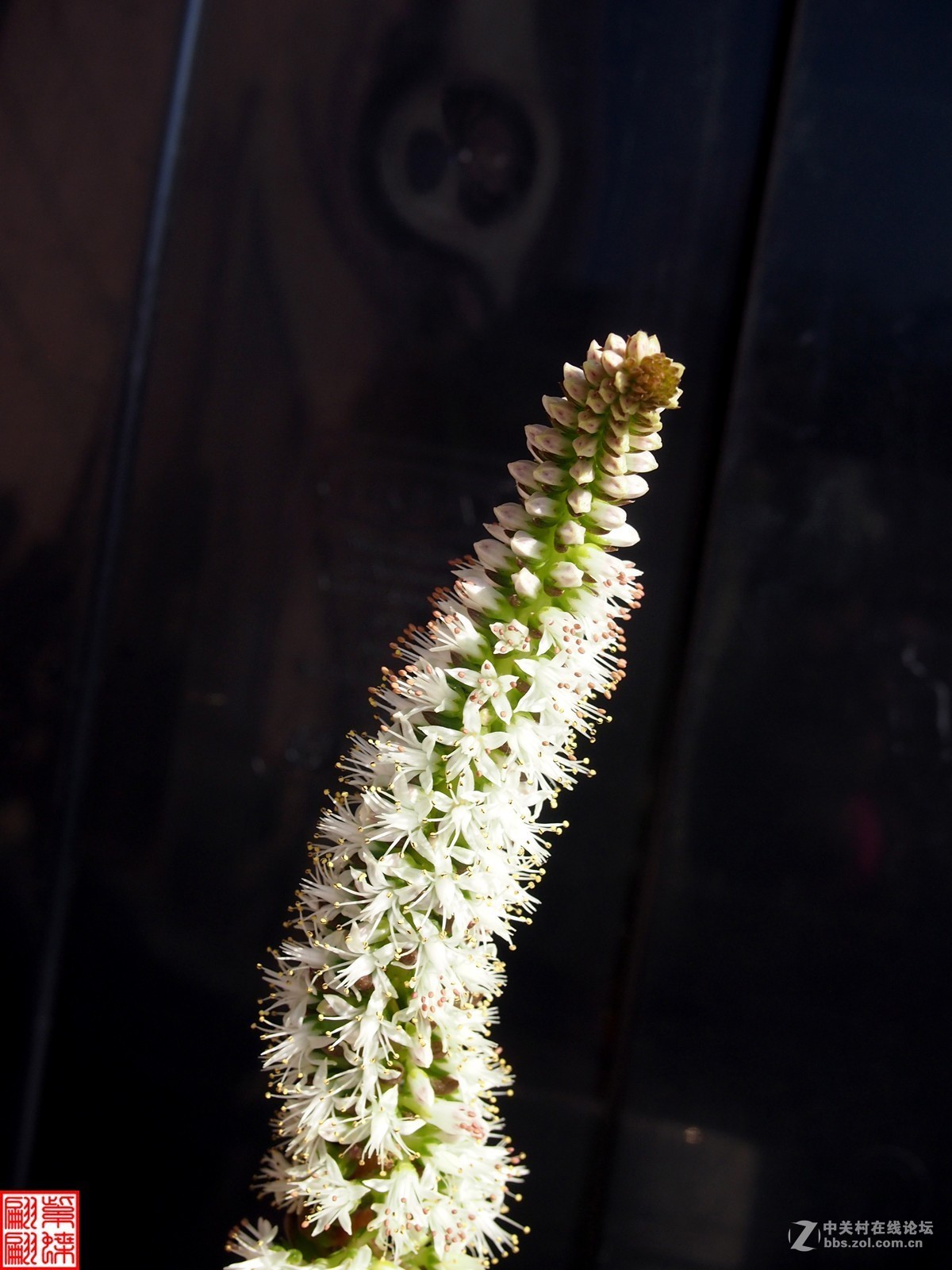 家养塔松开花啦