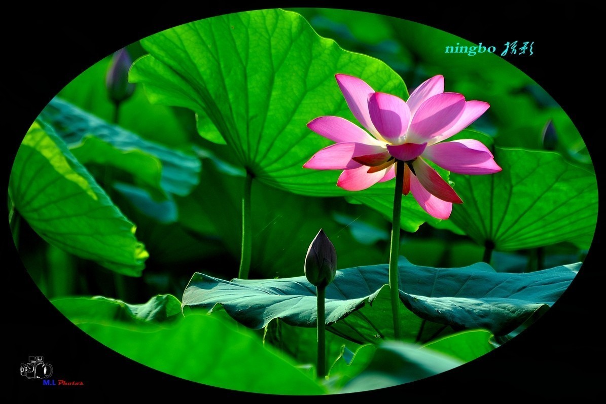 泉城荷韵花醉美