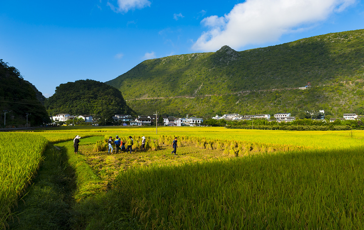 金州【万峰林】秋收的时候