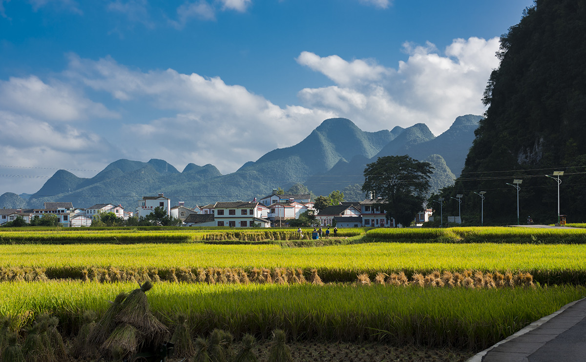 金州【万峰林】秋收的时候