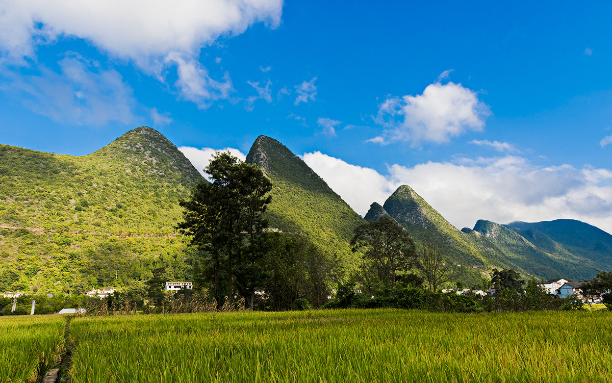 金州【万峰林】秋收的时候
