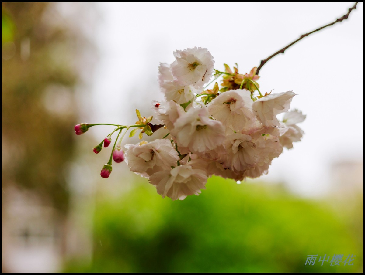 雨中银行