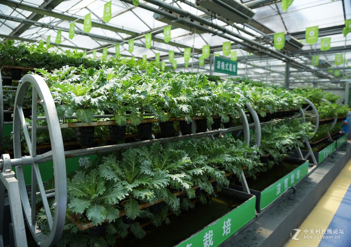 兰陵县蔬菜博览会一蔬菜篇