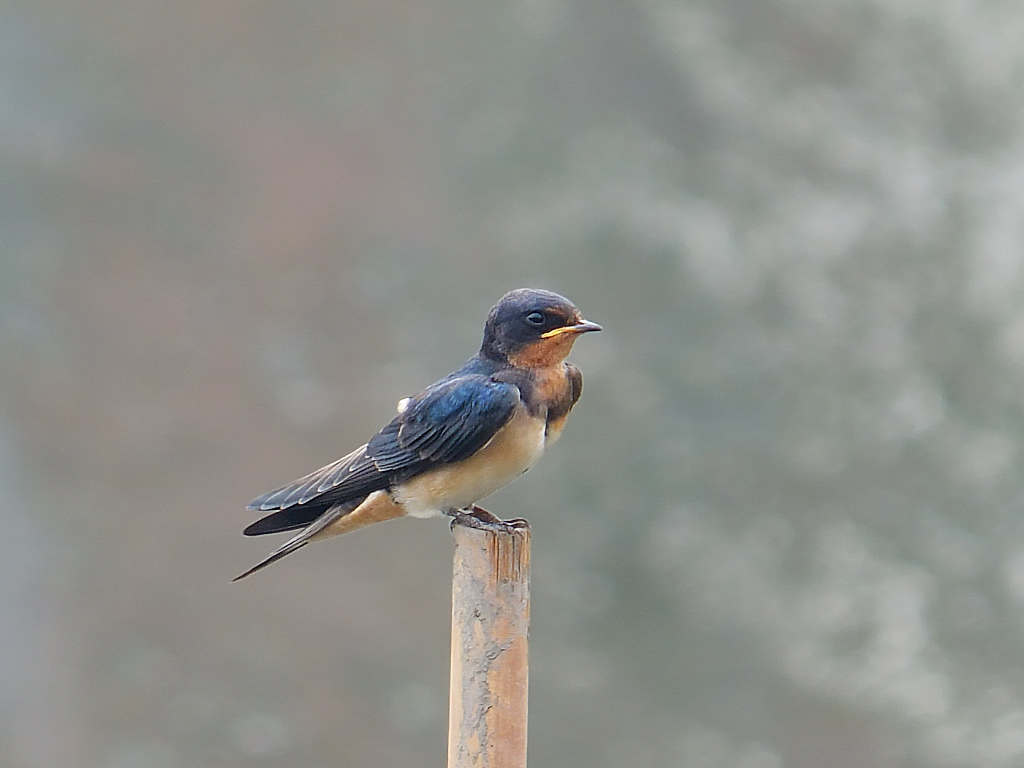 逆光拍小燕子(二)