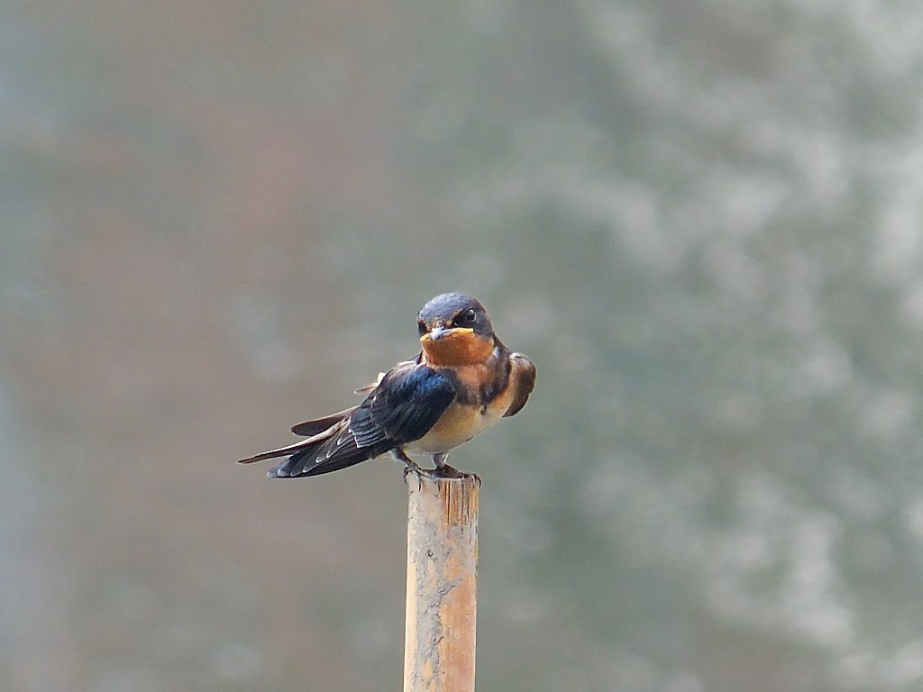 逆光拍小燕子(二)
