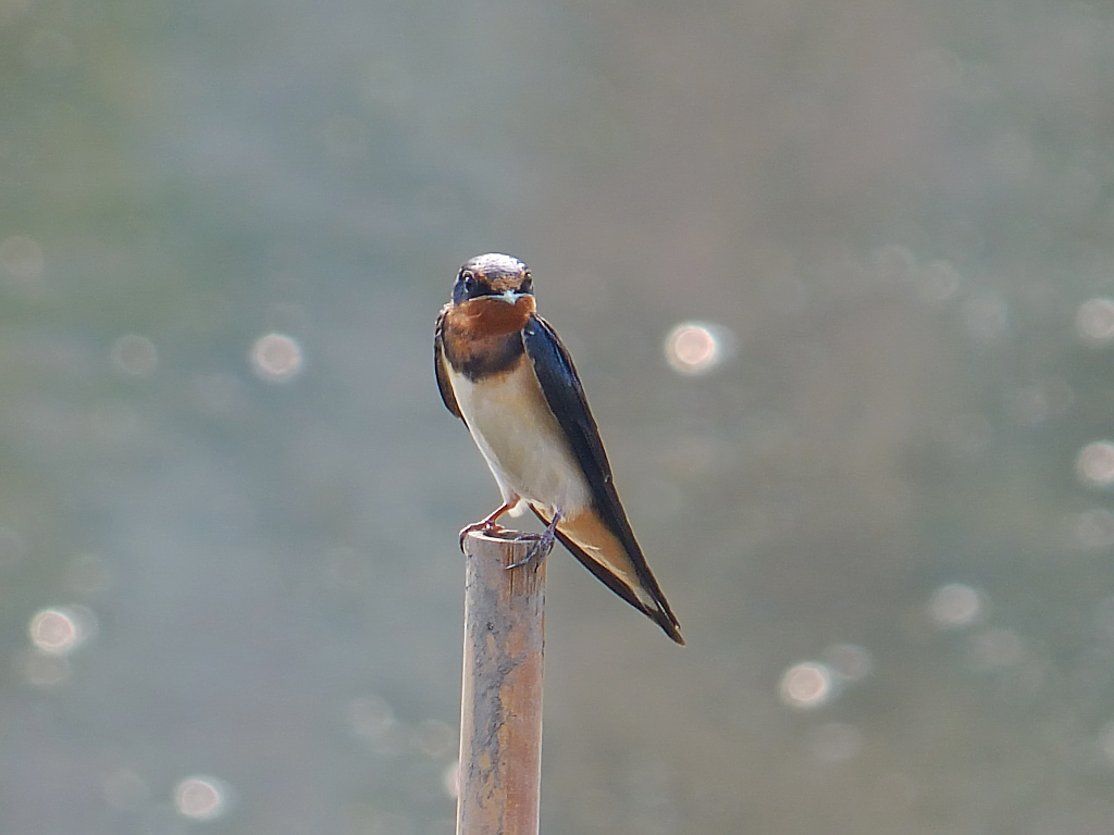 逆光拍小燕子(二)