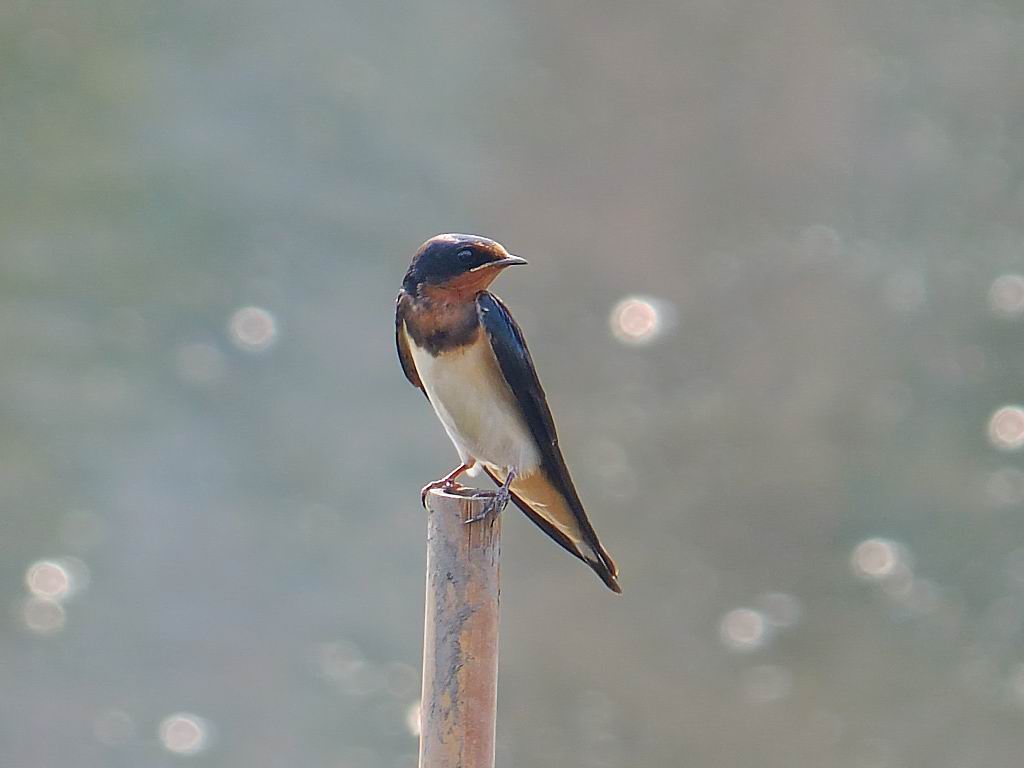逆光拍小燕子(二)