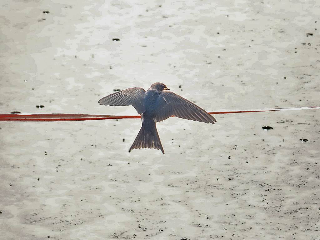 逆光拍小燕子(二)