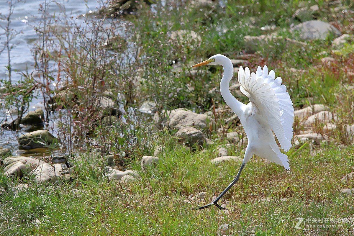 大连西山水库白鹭---试机