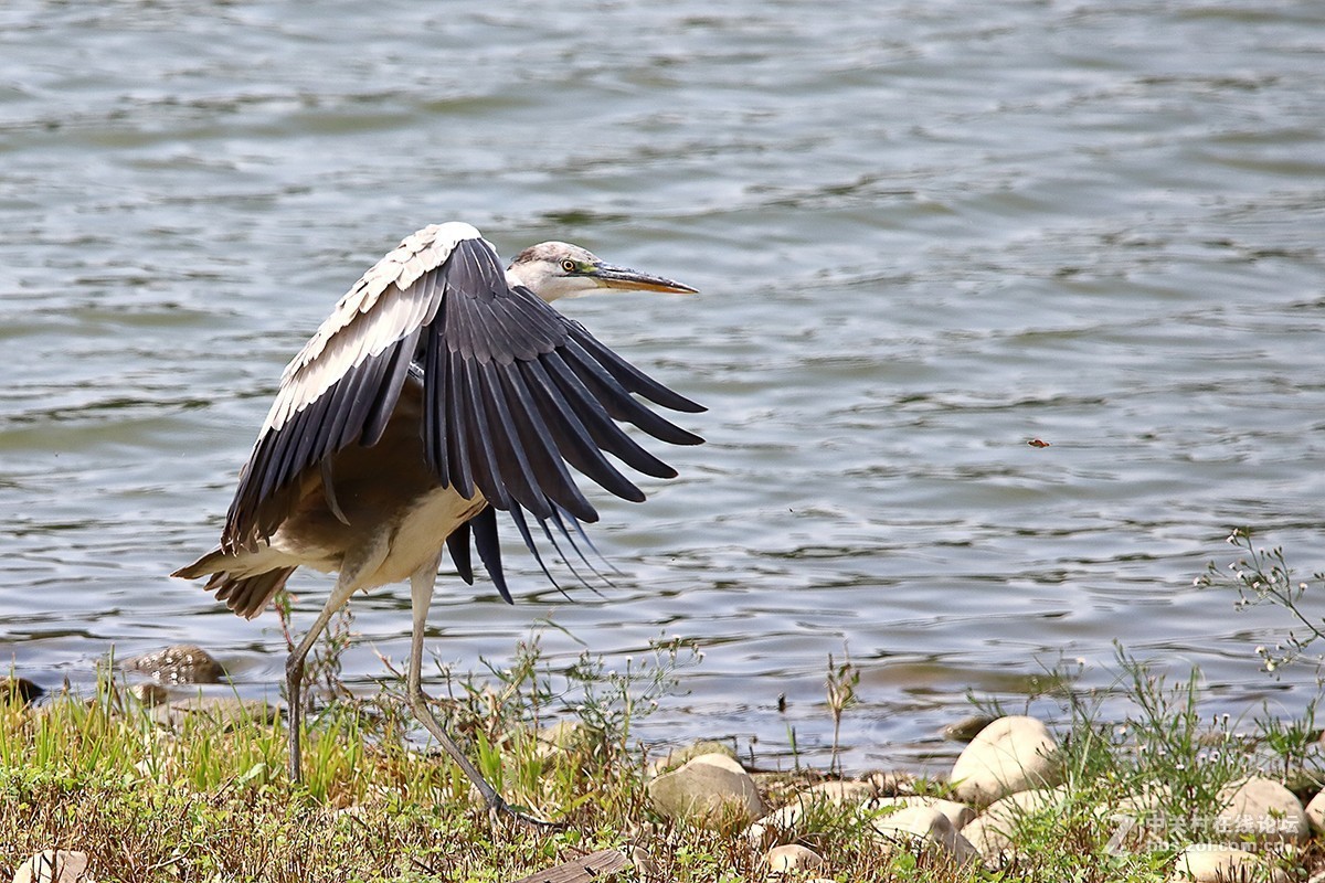 大连西山水库白鹭---试机