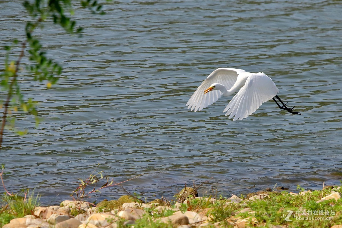 大连西山水库白鹭---试机