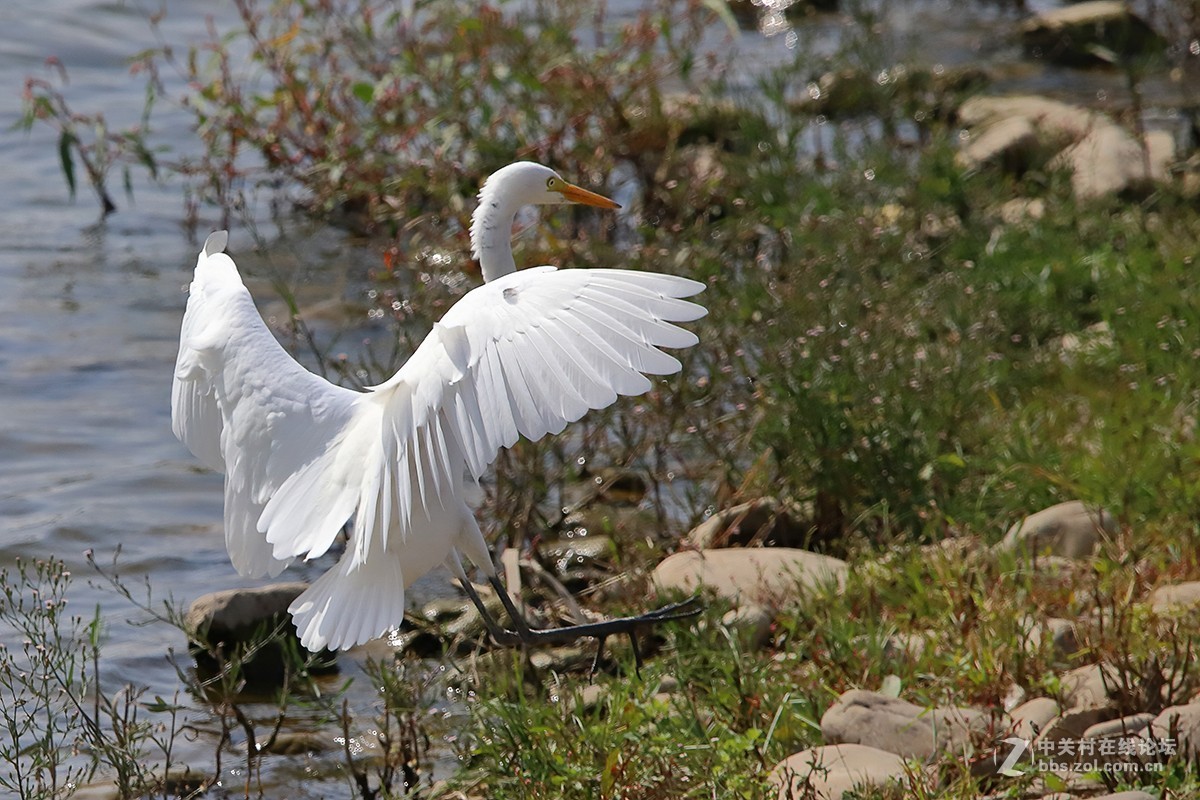 大连西山水库白鹭---试机