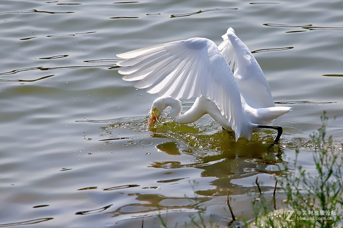 大连西山水库白鹭---试机