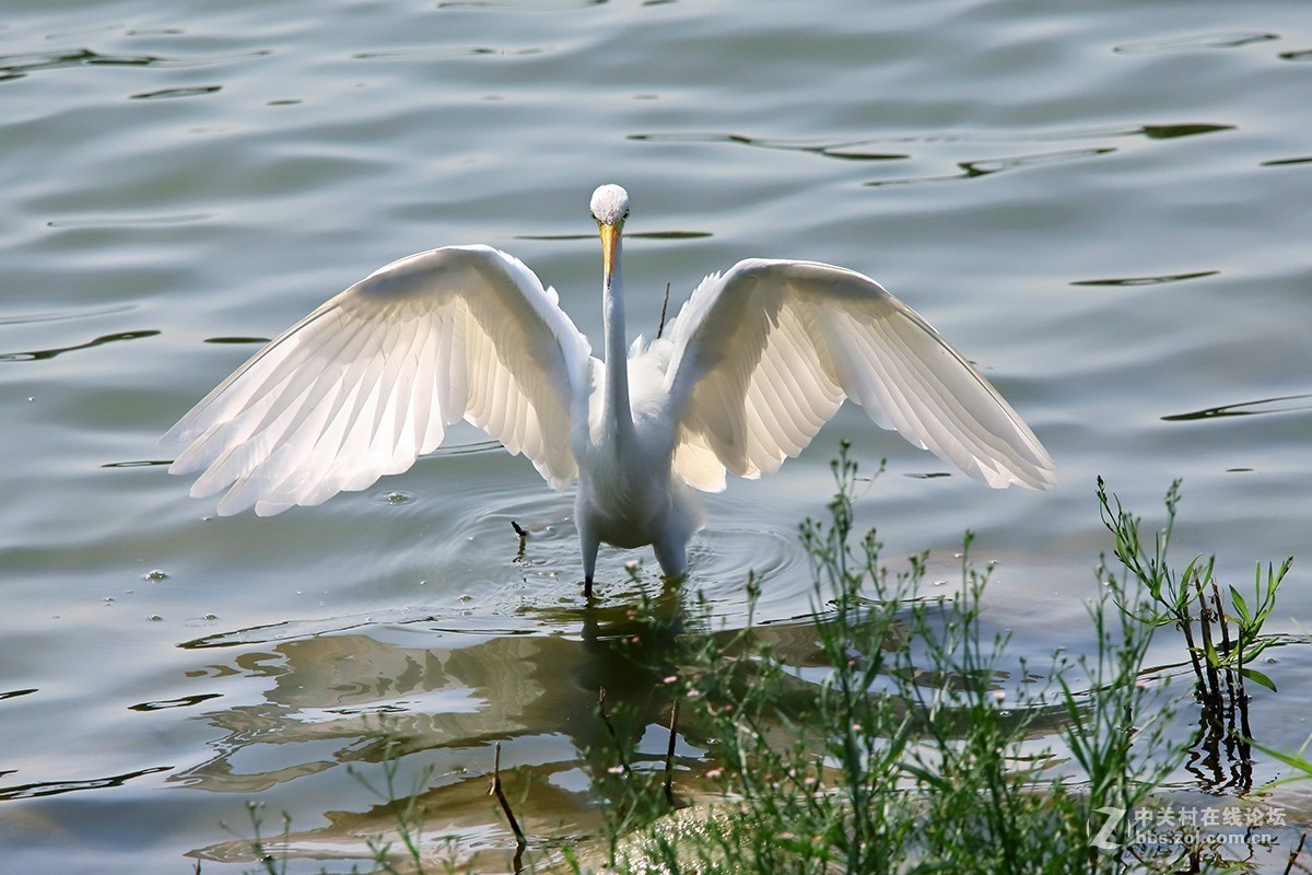 大连西山水库白鹭---试机