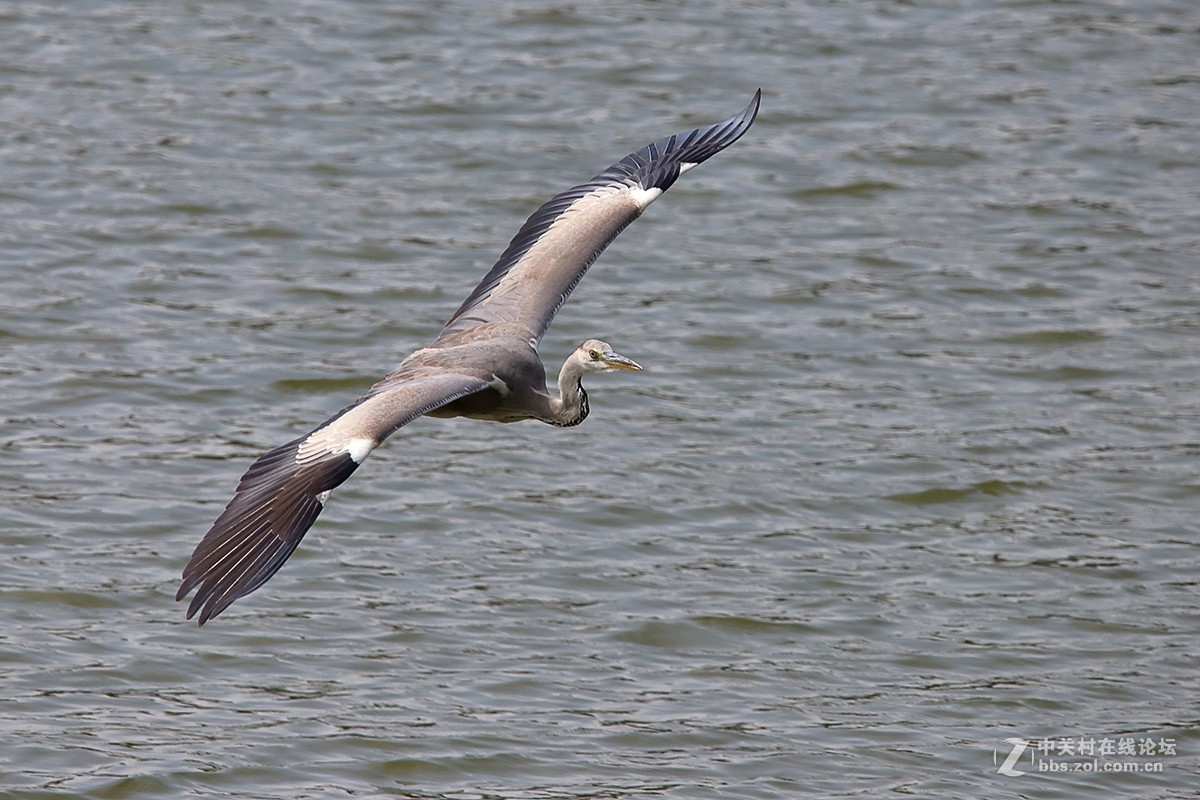 大连西山水库白鹭---试机