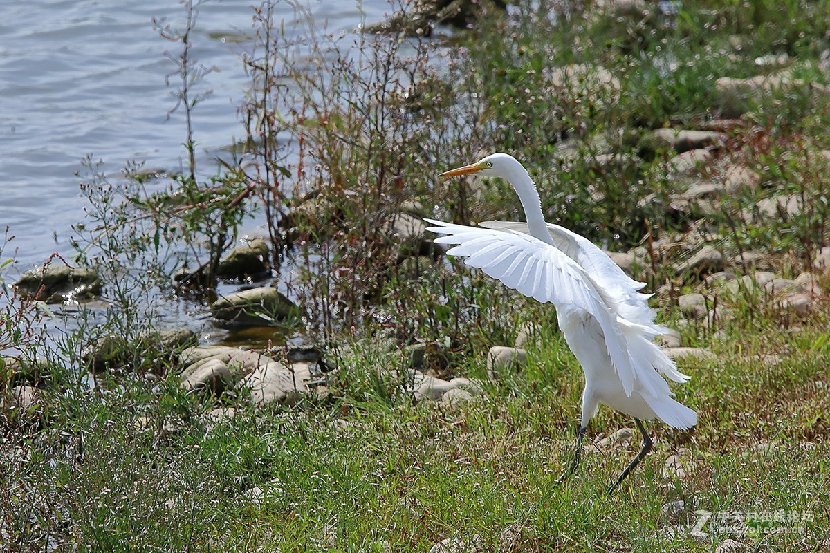 大连西山水库白鹭---试机