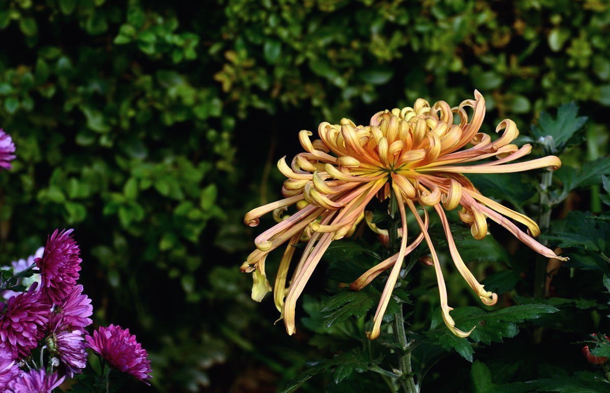 携几朵菊花串个门