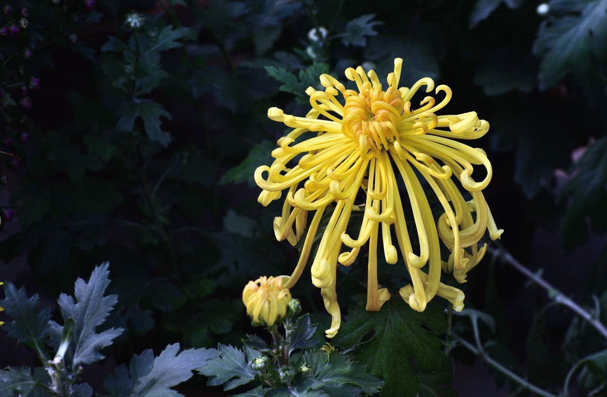 携几朵菊花串个门