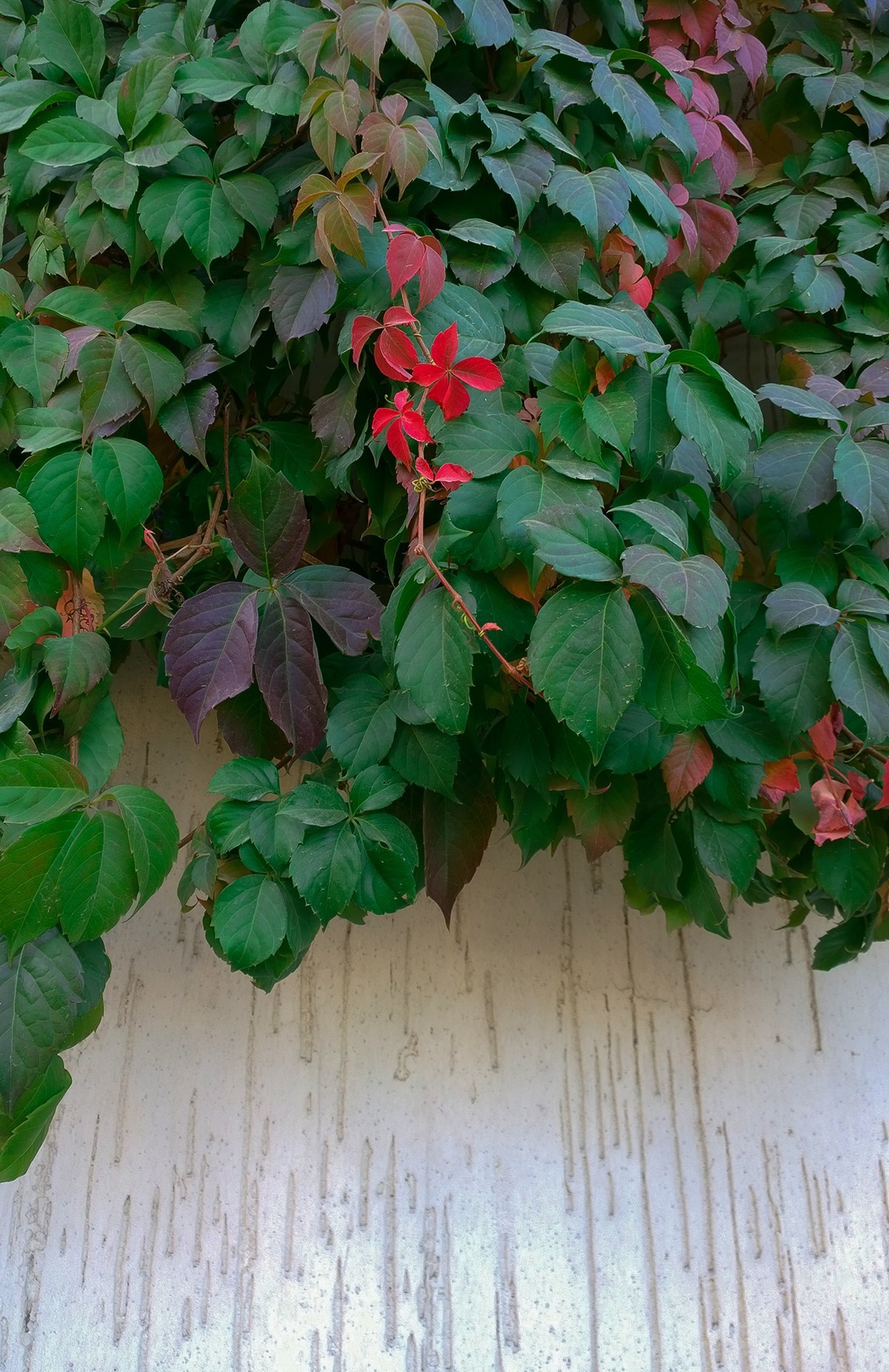 花卉杂拍一组【诺基亚1020】