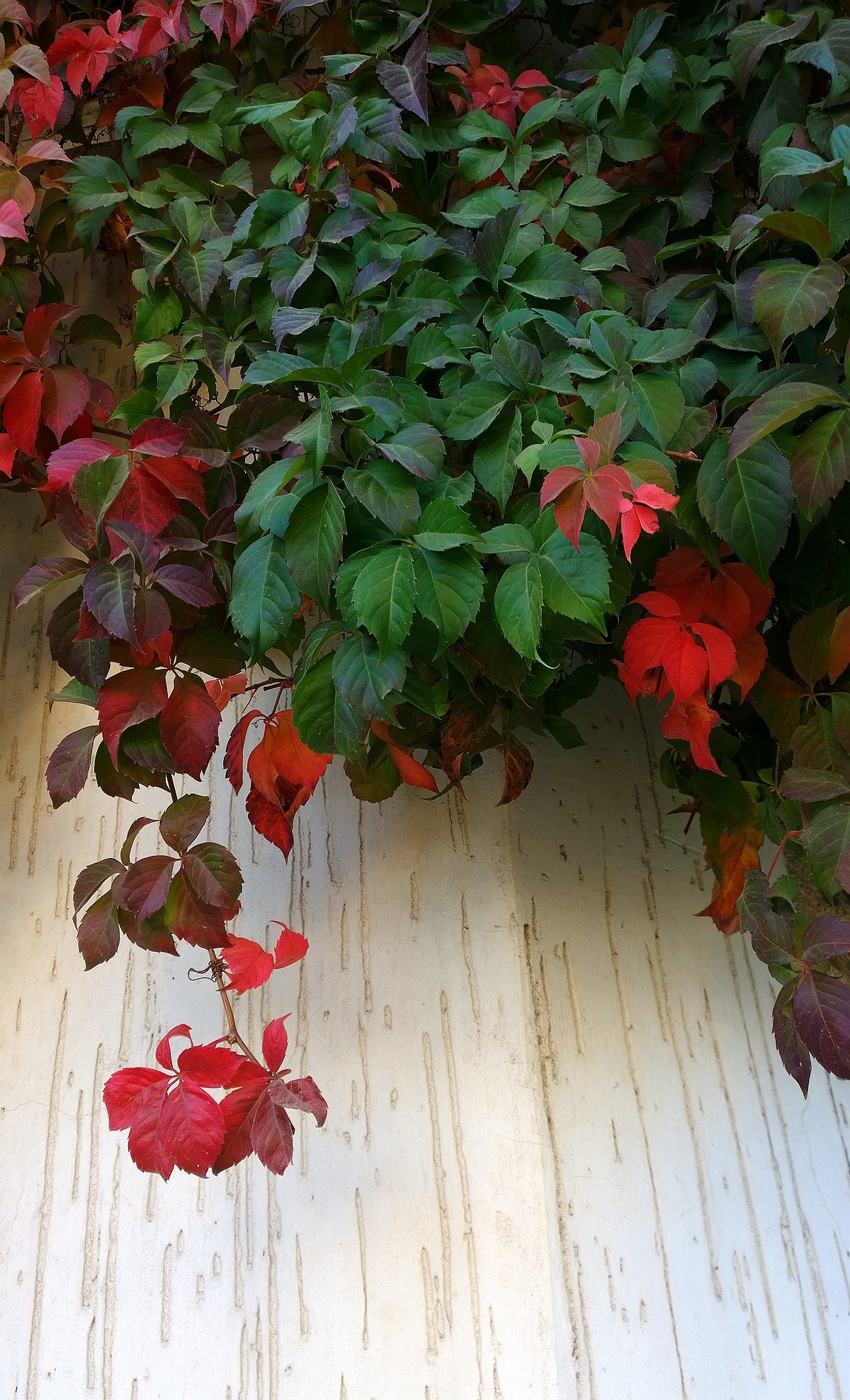 花卉杂拍一组【诺基亚1020】