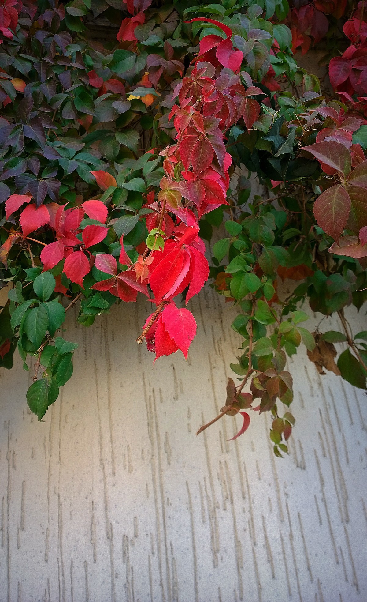 花卉杂拍一组【诺基亚1020】