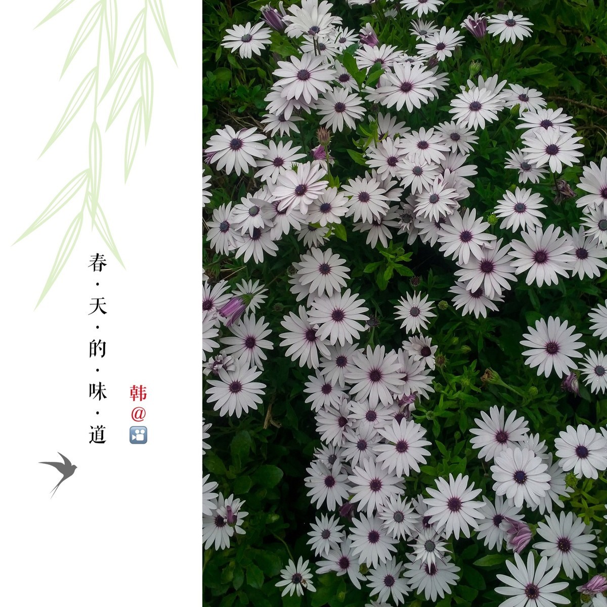 花卉杂拍一组【诺基亚1020】