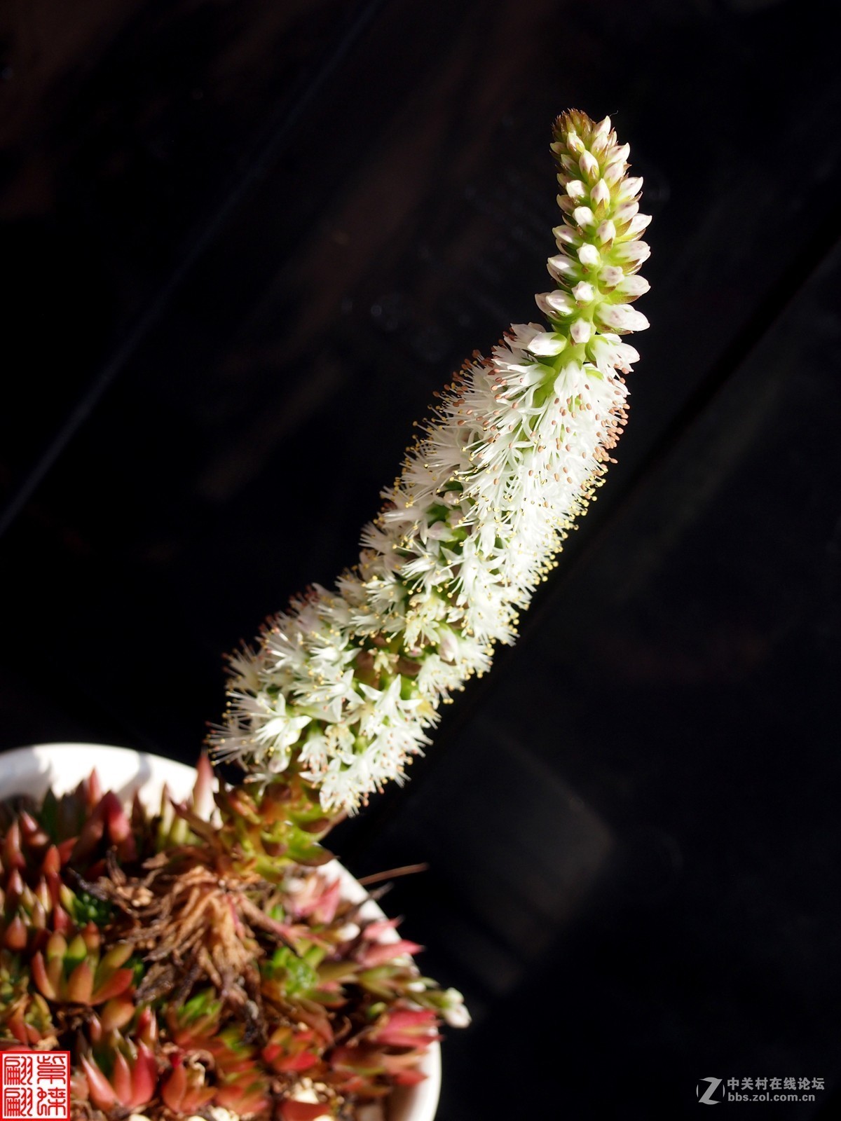 家养塔松开花啦