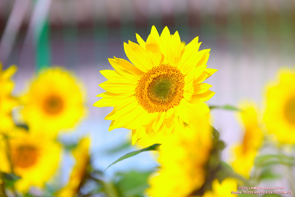 TB购买测焦卡，自行调焦后的测试人像和花蕊照片（附上测焦卡照片）
