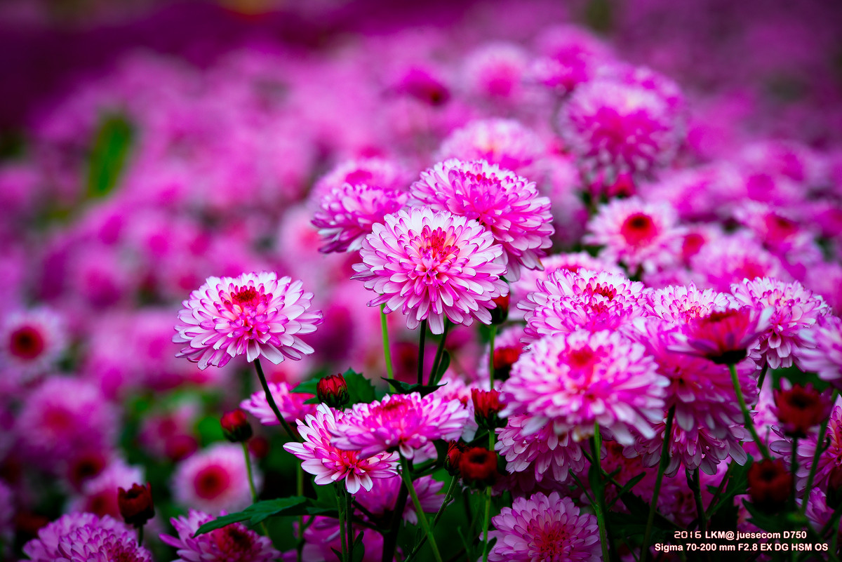 TB购买测焦卡，自行调焦后的测试人像和花蕊照片（附上测焦卡照片）