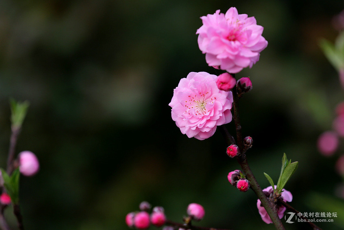 刚刚在武汉植物园拍的花卉。贺好友“浩月长弓”荣任曲靖星空(中国)版主
