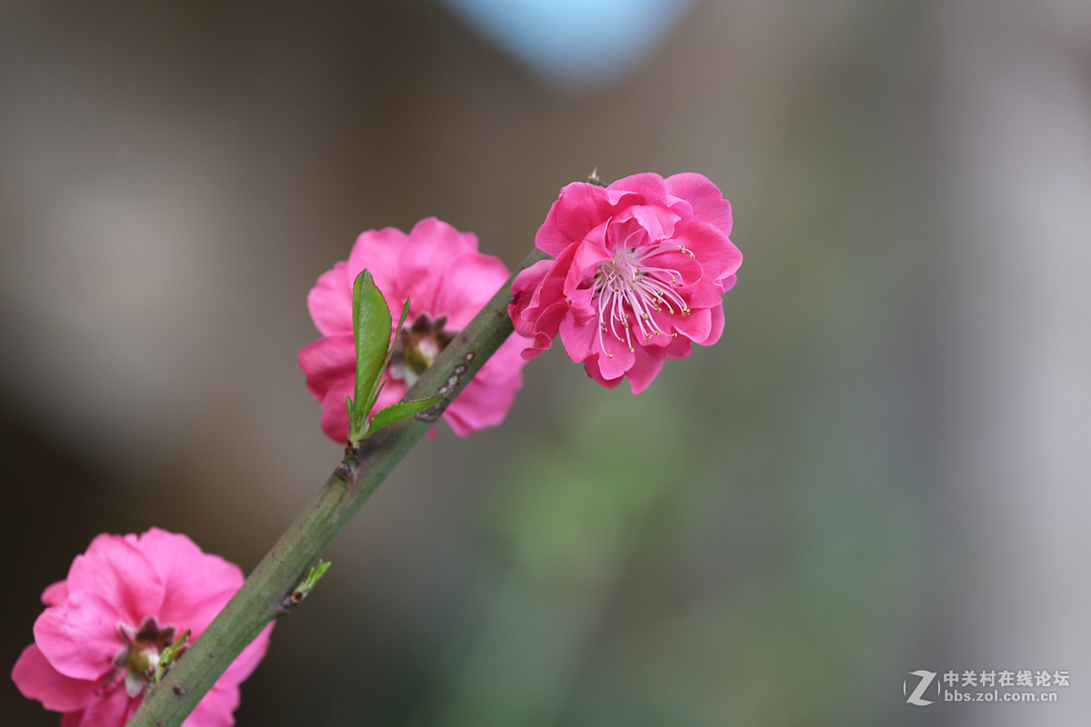 刚刚在武汉植物园拍的花卉。贺好友“浩月长弓”荣任曲靖星空(中国)版主