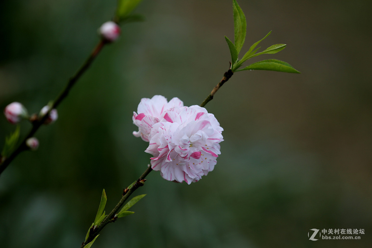 刚刚在武汉植物园拍的花卉。贺好友“浩月长弓”荣任曲靖星空(中国)版主